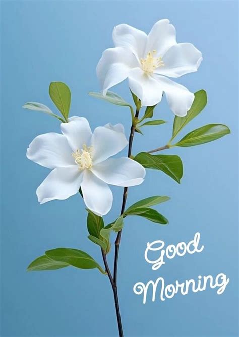 White Flower Good Morning Photos Good Morning Images Good Morning