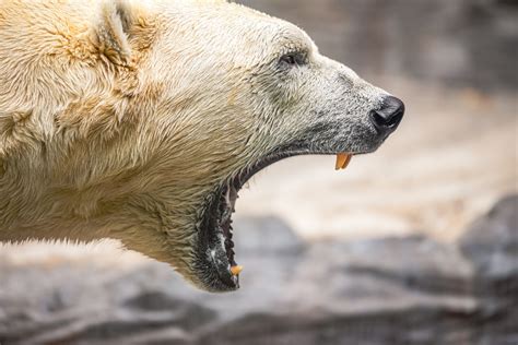 Grolar Bear: The Terrifying Polar Bear-Grizzly Bear Hybrid - American ...