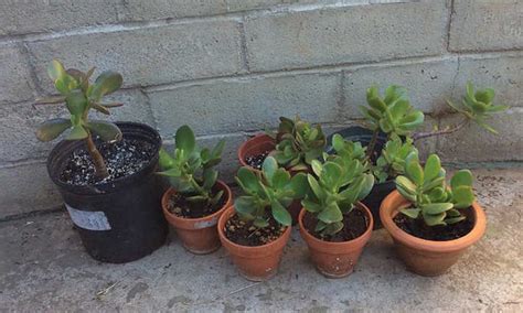 Jade Plant Propagation: An Intro to the Easiest Methods - Jade Plant Care