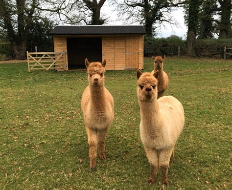 Alpaca Shelters Bespoke Craftsmanship Prime Stables Uk