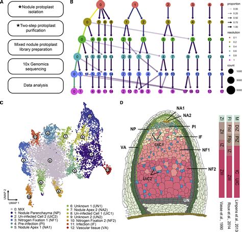 Differentiation Trajectories And Biofunctions Of Symbiotic And Un