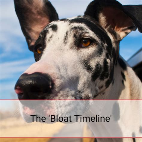 Understanding Bloat In Great Danes