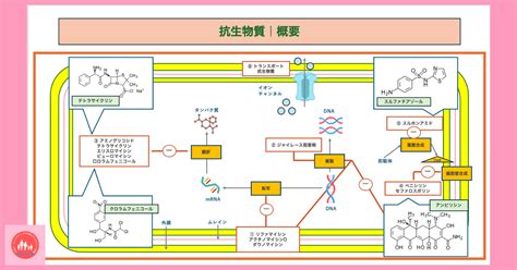 抗生物質の働きを分子遺伝学的に解説｜40代女性産後に現れる代謝異常・免疫異常・ホルモンバランスを整える株式会社OsakaChild【内分泌内科 ...