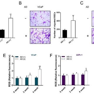 Ad Increases Il Secretion By Activating Nf B Signaling Pathway A