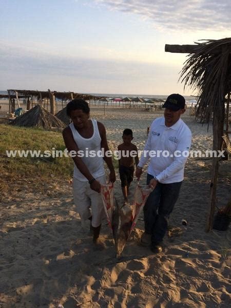 Atiende PROFEPA Varamiento De Tres Delfines En Playa Bonfil De Acapulco