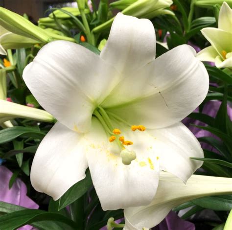 Easter Lily & Lily Fun Facts | Foreign Escapades