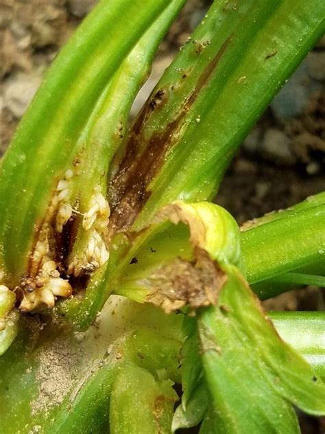 Celery Anthracnose Leaf Curl Disease Cornell Vegetables