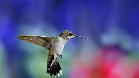 Hummingbird Wallpapers - Top Free Hummingbird Backgrounds - WallpaperAccess