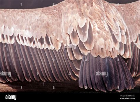 Griffon Vulture (Gyps fulvus) tail and wing feathers Stock Photo - Alamy