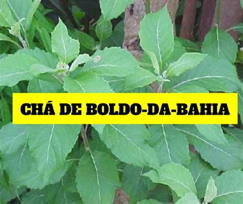 Nutriela Ch De Boldo Da Bahia Benef Cios Para Que Serve Como Fazer