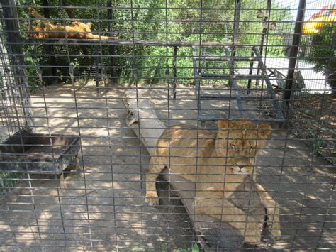 African Lion Exhibit (50% of the total exhibit) - ZooChat