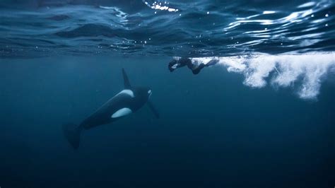 Swimming With Orcas And Humpbacks In Norway YouTube