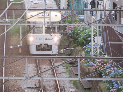 京王・明大前 紫陽花と井の頭線 帝都急行電鉄