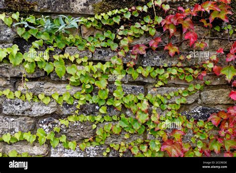 Background A Dry Stone Wall With Vegetation Built With Cotswold Stone