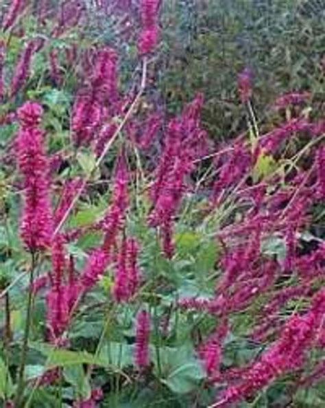 The Beth Chatto Gardens O R Persicaria Syn Polygonum