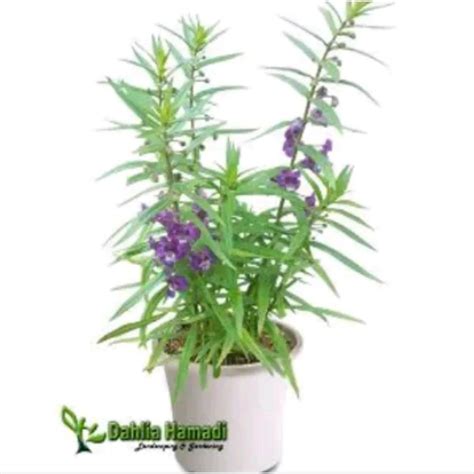 Jual Lavender Pengusir Nyamuk Tanaman Hias Pohon Lavender Shopee