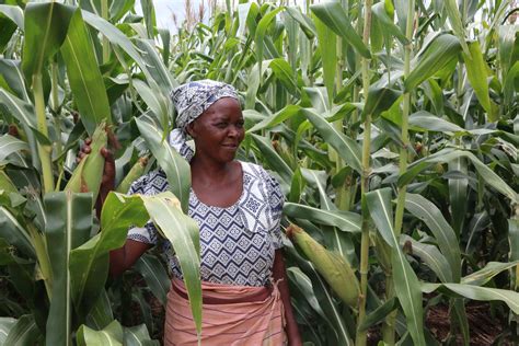 Zimbabwe Farmers Embrace Conservation Agriculture To Beat Effects Of