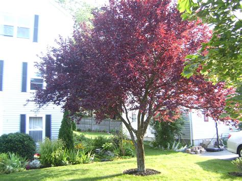 Krauter Vesuvius Flowering Plum Purple Fruit Plum Fruit Flowering Plum Tree Red Plum Garden