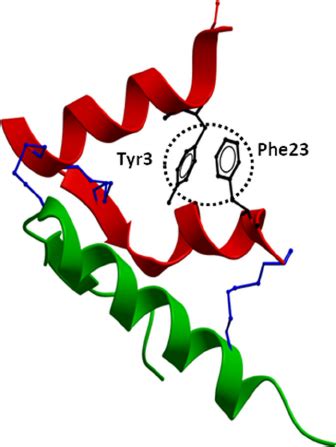 Structure of native H2 relaxin. The crystal structure of H2 relaxin ...