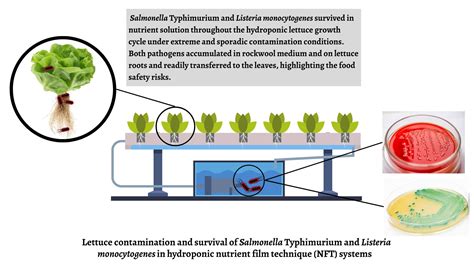 Vrah estetický socializmus hydroponic lettuce systems pokojný Denne ...