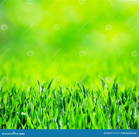 Grass texture from a field stock image. Image of spring - 260611119