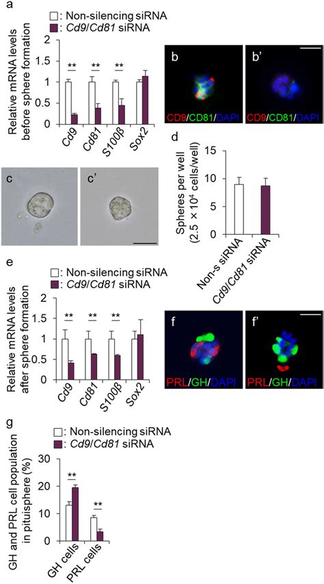 Differentiation Capacity Of Pituispheres Formed Using Cd9 Positive