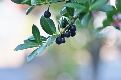 Japanese Holly Info: How To Care For Japanese Holly Plants