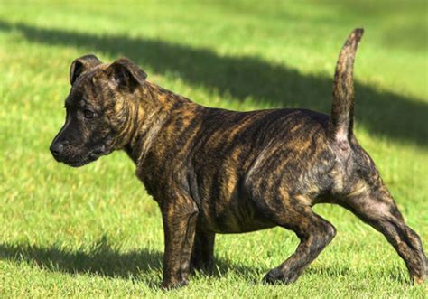 Treeing Tennessee Brindle Dog Breed Characteristic, Daily and Care Facts