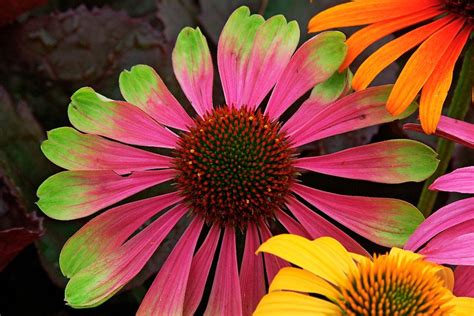 The Top Coneflower Varieties To Grow Birds And Blooms