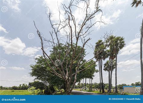 Caminho Rvores E Arbustos Cheios Em Ambos Os Lados Foto De Stock