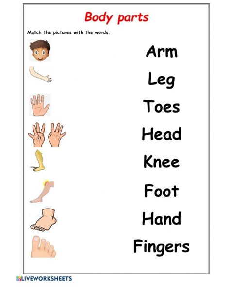 Kindergarten Worksheets Body Parts Free - Kindergarten Worksheets