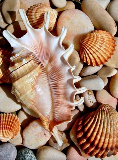 Solve National Seashell Day Jigsaw Puzzle Online With Pieces