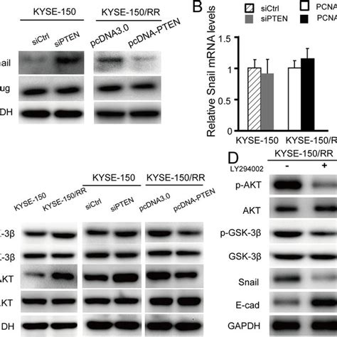 PTEN decreased Snail expression through inactivation of PI3K Akt GSK 3β