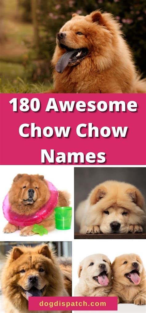 180 Best Chow Chow Names (2022 Updated) - Dog Dispatch