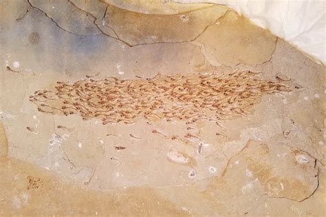 Fossile D Un Banc De 259 Poissons