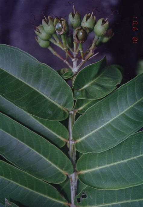 Duabanga moluccana - Alchetron, The Free Social Encyclopedia