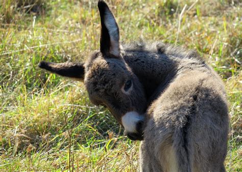 Free Donkey Ass Donkey Images Pixabay