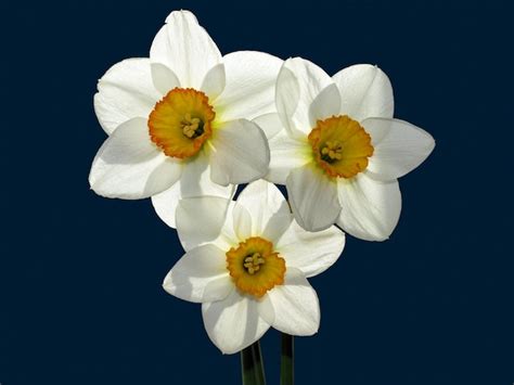 premium photo narcissus isolated