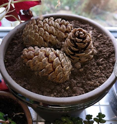 How To Grow A Pine Tree From A Pine Cone