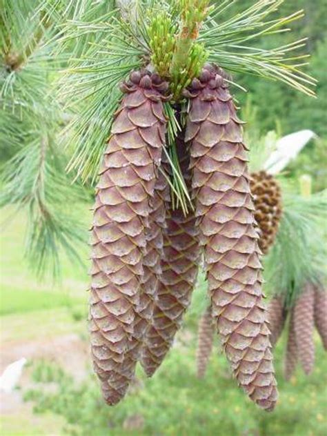 Pine Cone Identification