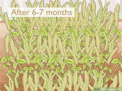 Easy Ways to Grow Chia: 11 Steps (with Pictures) - wikiHow