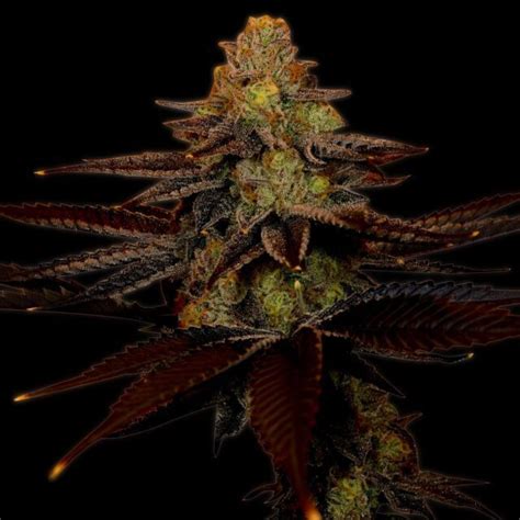 Buy Blue Cheese Feminized Seeds By Premium Cultivars In America