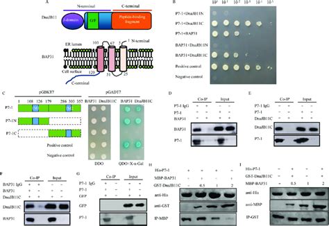 Interactions Among P7 1 Of SRBSDV BAP31 And DnaJB11 A Structural