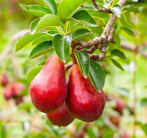 Dwarf Red Bartlett Pear Tree - Bright red, sweeter, juicier, and impro ...