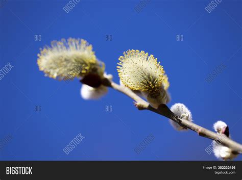 Pussy Willow Flowers Image Photo Free Trial Bigstock