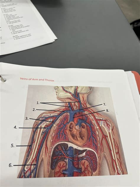 Lab Veins Of Arm And Thorax Diagram Quizlet