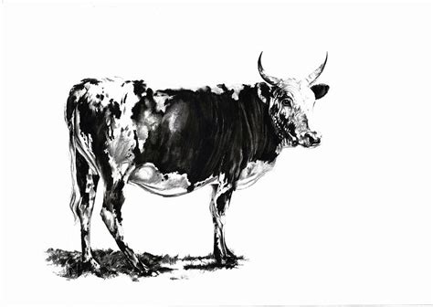 Nguni Cattle 3 Drawing By Jenny Mallon