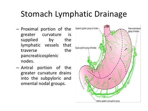 1 Stomach