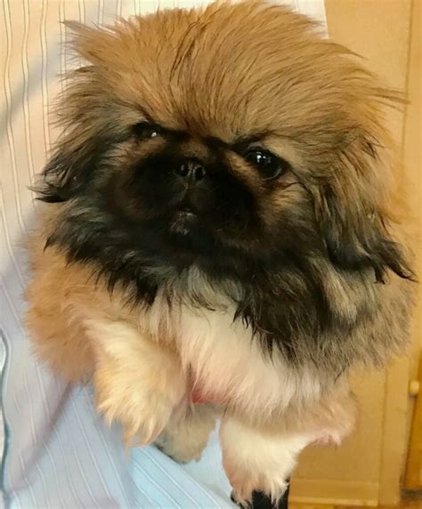 Puppies Happy Tail Pekingese