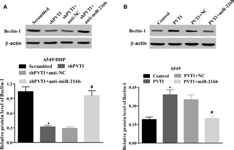 Beclin Was Regulated By Pvt And Mir B In Nsclc Cells A The